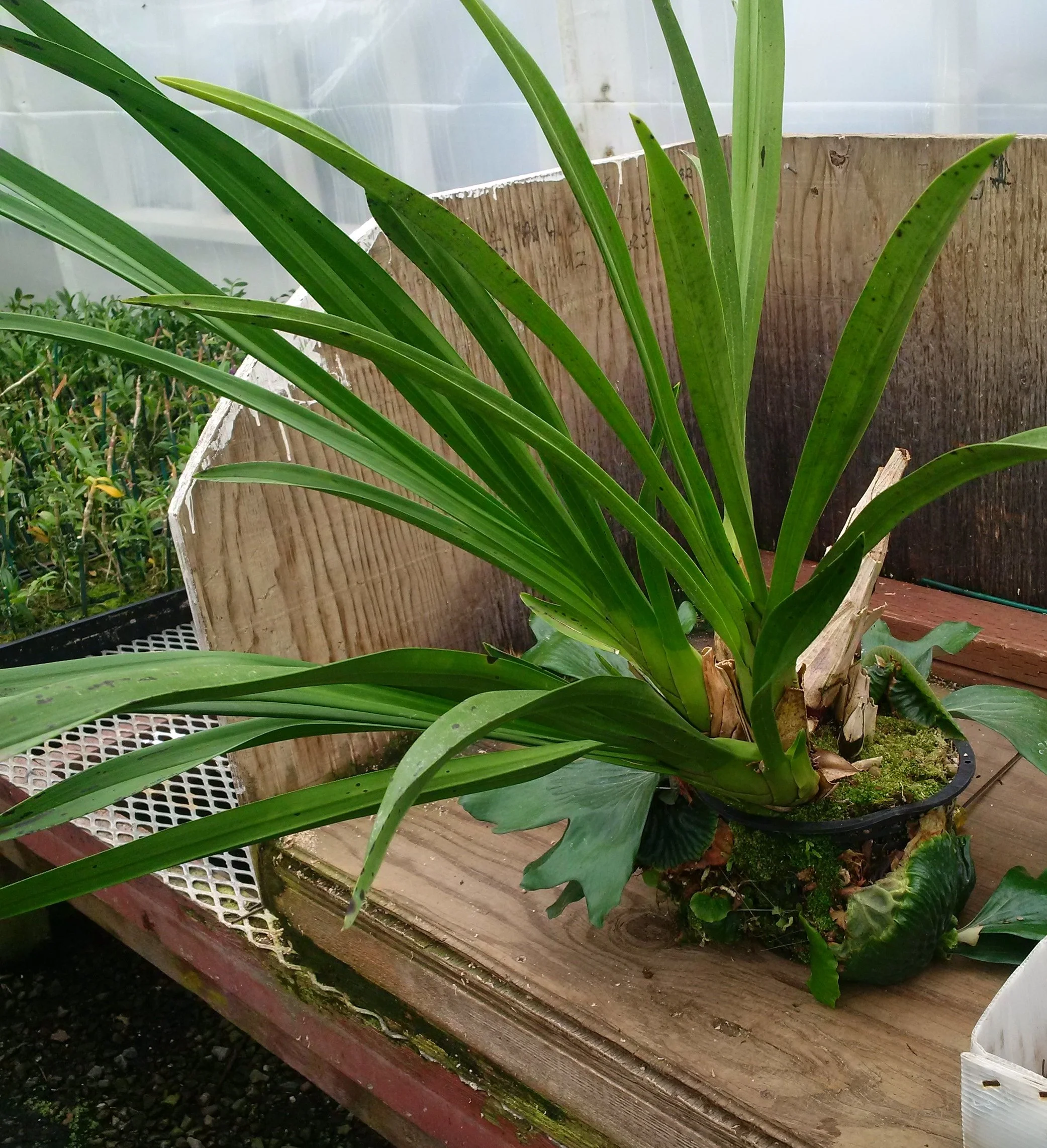 Platycerium madagascariense - Waffles and Dream — Exotica Esoterica